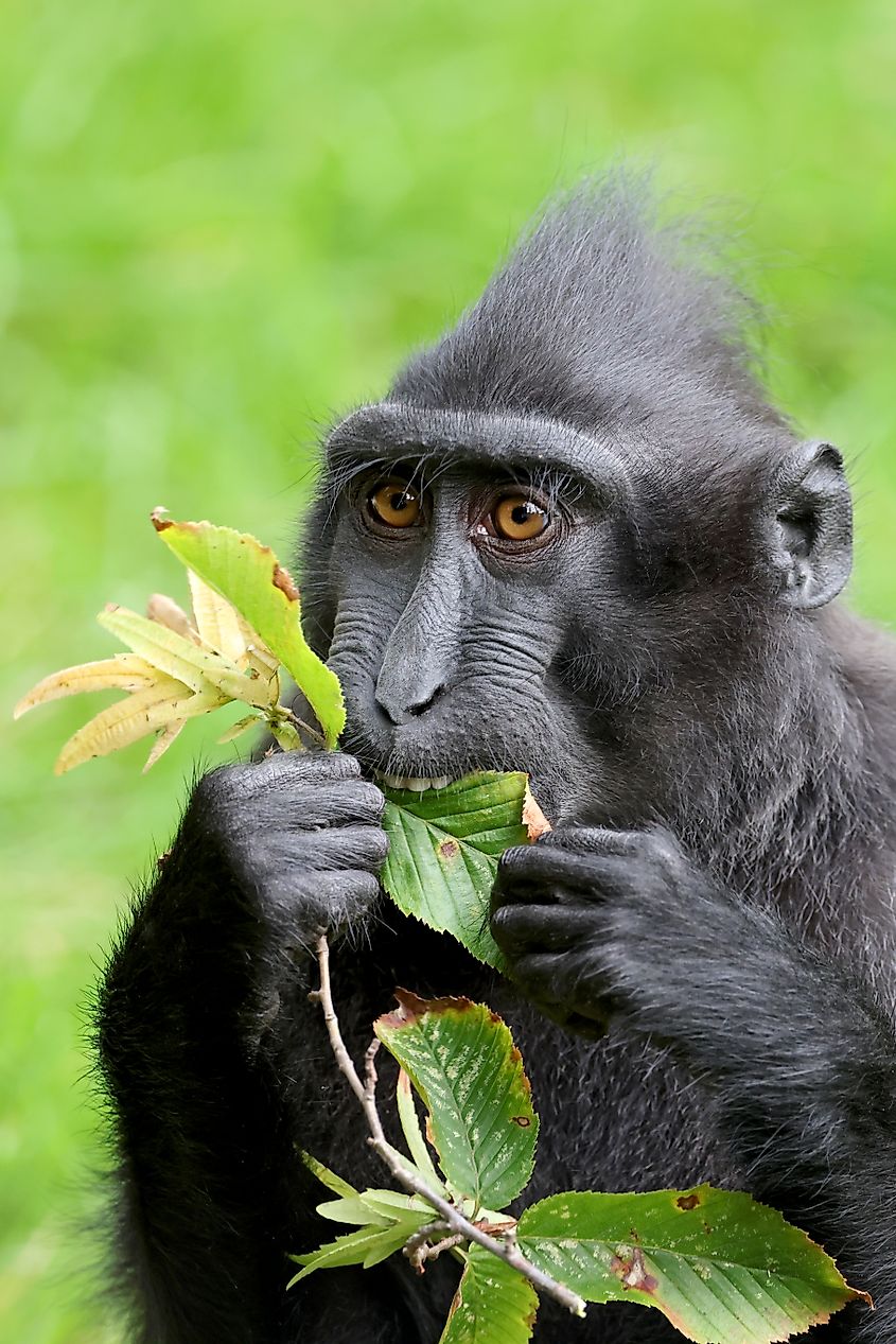 The Celebes crested macaque (Macaca nigra).