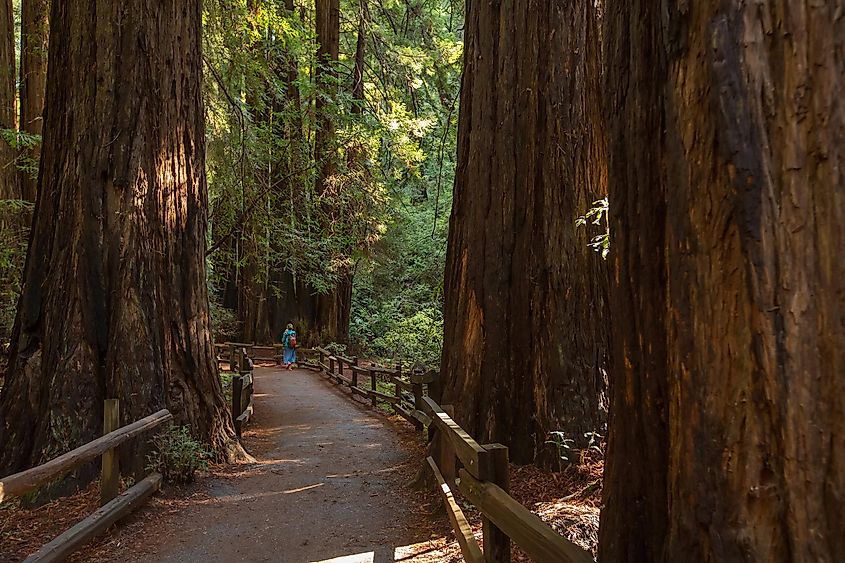 Trail through the beautiful Muir Woods National Monument.