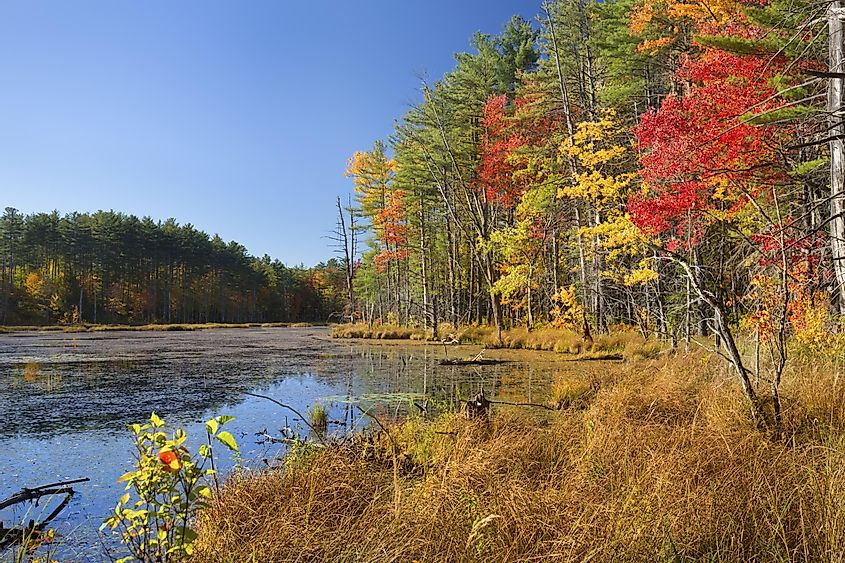 Bright fall foliage along shore of open waters of Quincy Bog in Plymouth, New Hampshire.