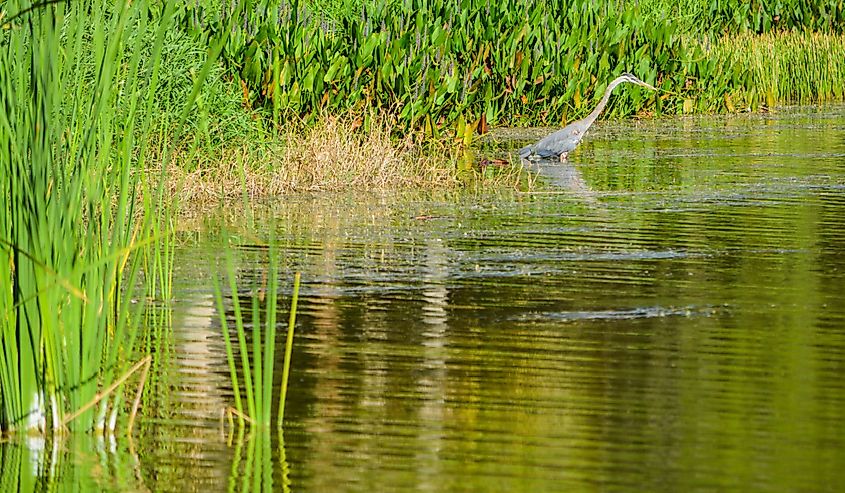 Lake Seminole