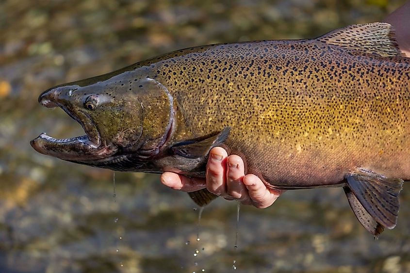 A Chinook Salmon