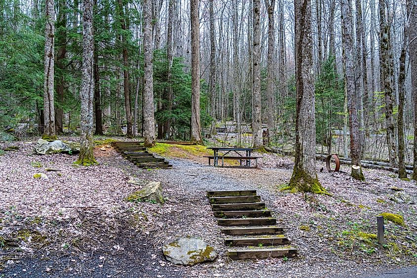 Steps Leading to Campsite in a Forest in the Great Smoky Mountain National Park Cosby Campground