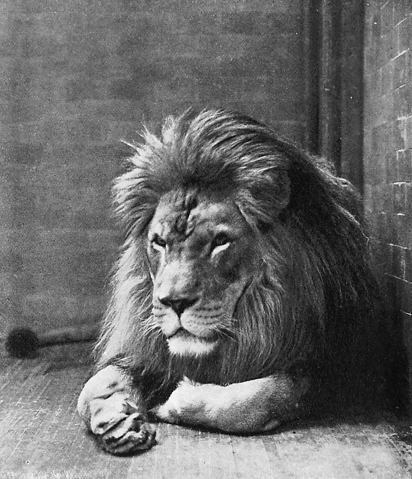 A Barbary lion in the Bronx Zoo in 1897