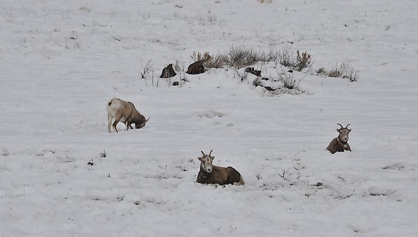 Big Horn Sheep in frozen Hebgen Lake, Montana