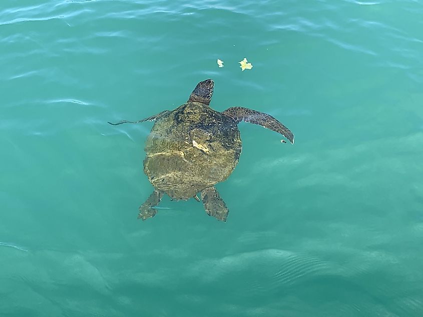A sea turtle eating some pieces of lettuce tossed in the water