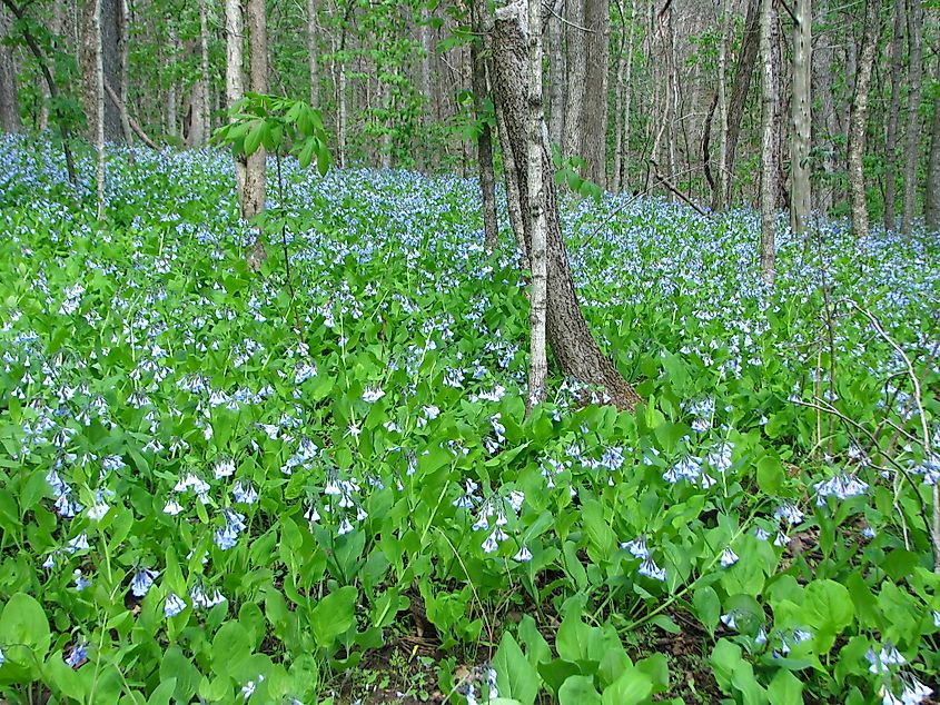 St. Francois State Park, Bonne Terre, Missouri