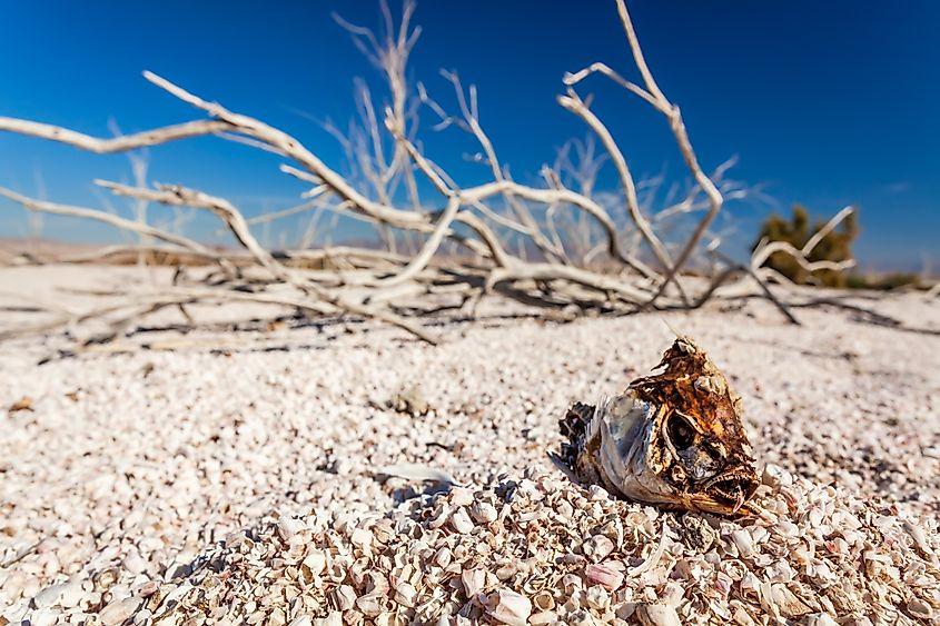 Emaciated skeleton fish by the Salton Sea, California.