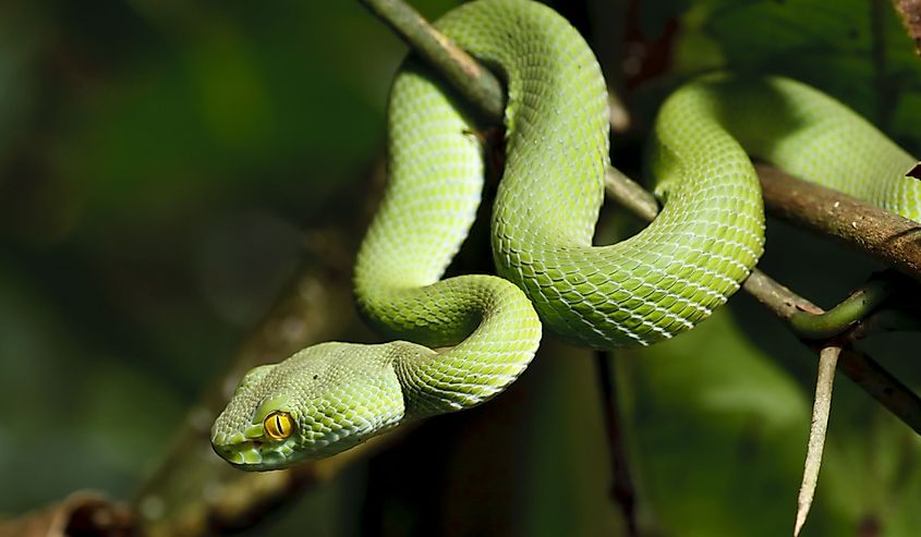 Green snake in the Thailand rainforest on a tree. 