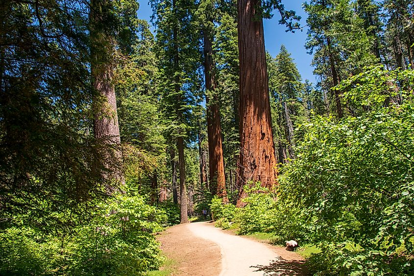 Giant sequoias in the North Grove at Calaveras Big Trees State Park, California. Credit: Michael Lindberg/ Shutterstock.com