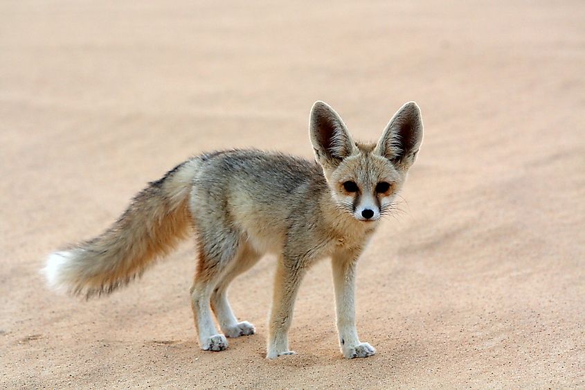 What Animals Live In The Sahara Desert? - WorldAtlas
