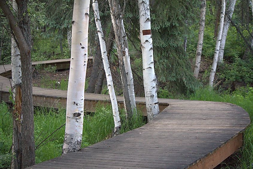 Trail at Creamer's Field, Fairbanks, AK.