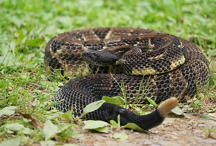 A timber rattlesnake is one of the most venomous snakes of Alabama.