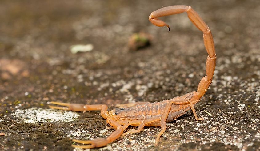 Side view of a Striped Bark Scorpion with his stinger over his back, ready to be used