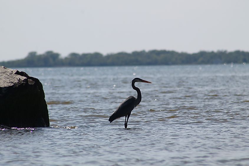 The silhouette of a bird in Rock Hall, Maryland.