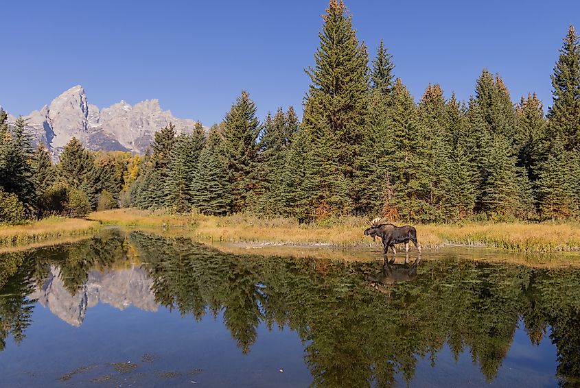 Moose in its natural habitat in Wyoming.