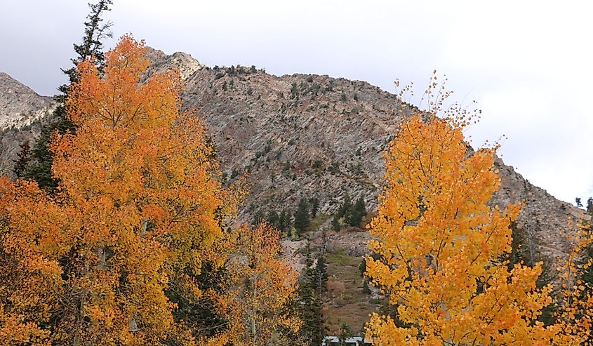 Aspen trees shine in gold near Snowbird ski resort, Alta, Utah