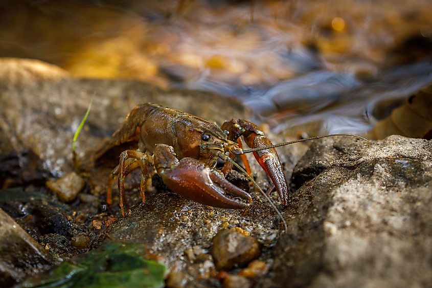 Signal crayfish, Pacifastacus leniusculus, on a stone in the water
