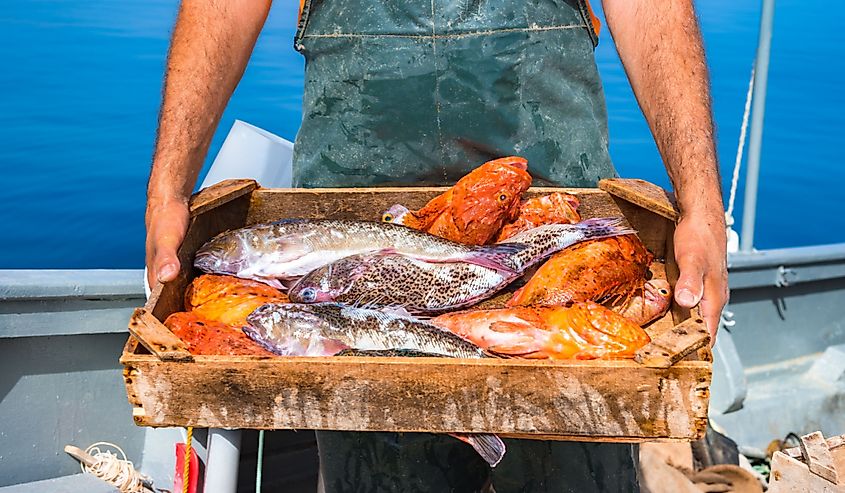 Fisherman holding fresh fish from the sea. 