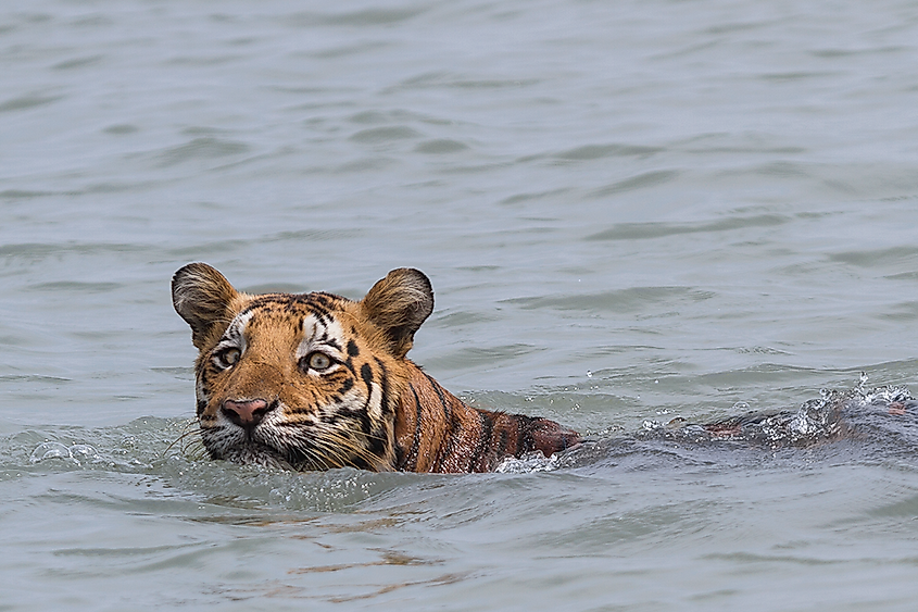 The Royal Bengal Tiger population is at risk in Sundarbans