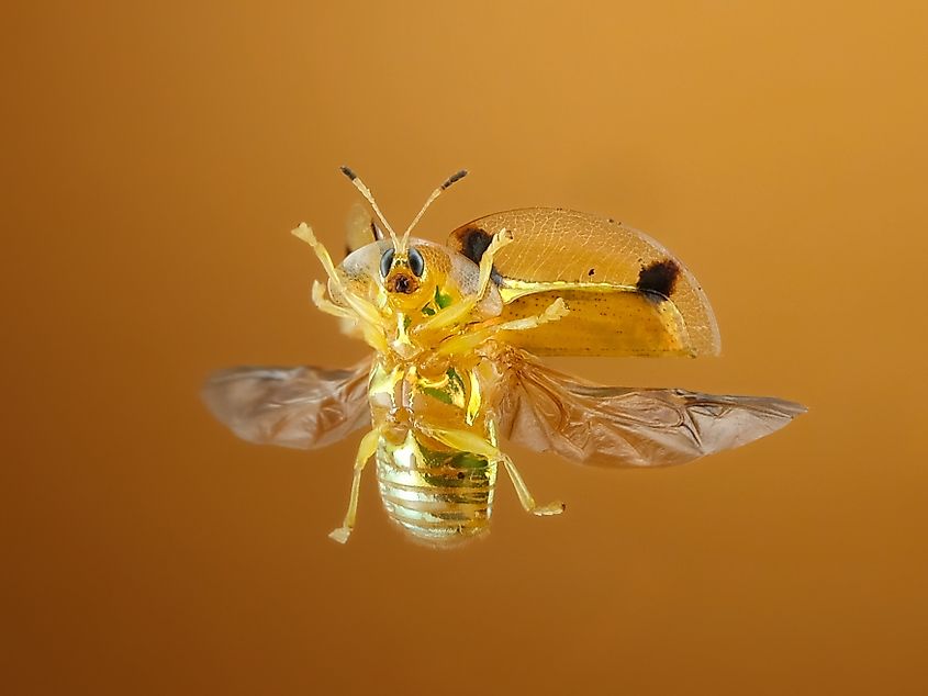 A flying golden tortoise beetle.