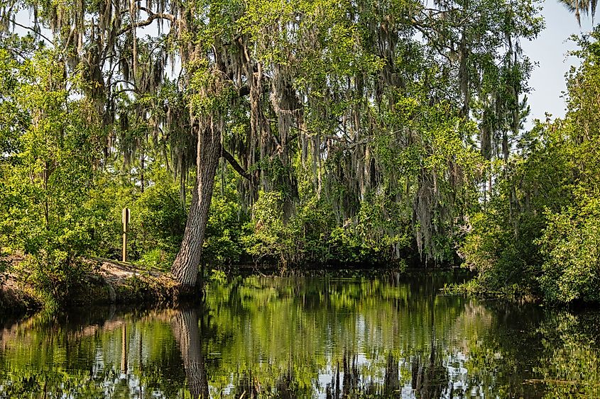 The Okefenokee National Wildlife Refuge on the Georgia/Florida line.