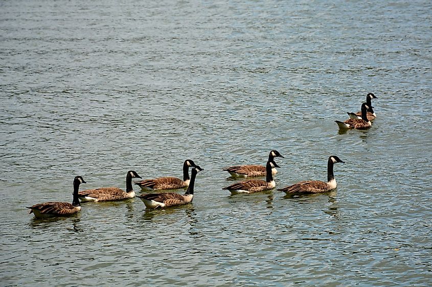 A flock of Canadian Geese swimming across Lake Norman in North Carolina