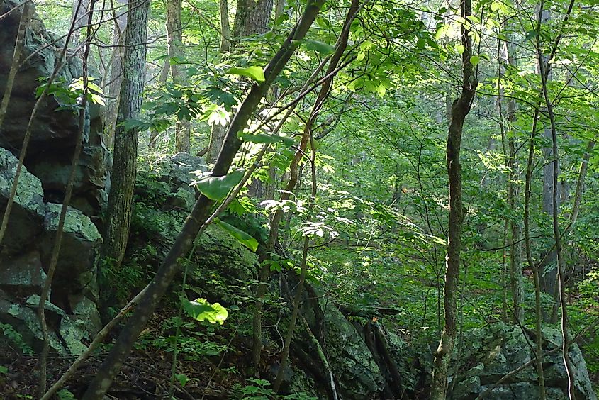Green Ridge State Forest.