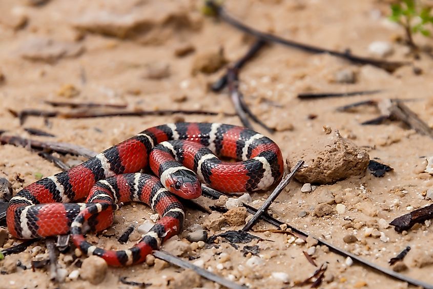 Scarlet Kingsnake