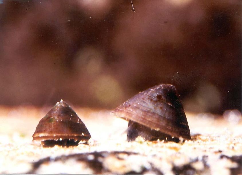 Banbury Springs Limpet (Lanx)