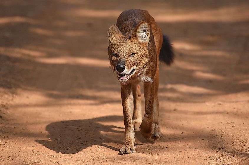 dhole in India
