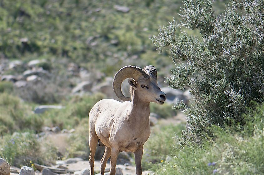 Peninsular Bighorn sheep (Ovis canadensis nelsoni) in the Anza-Borrego desert of San Diego County, California