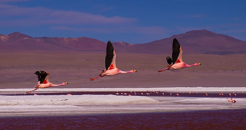 Laguna Colorada