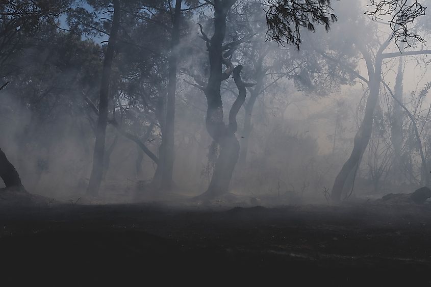 Charred Forest with Misty Smoke Atmosphere.