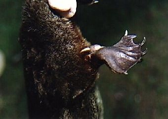 The venom-delivering spur is found only on the male's hind limbs.