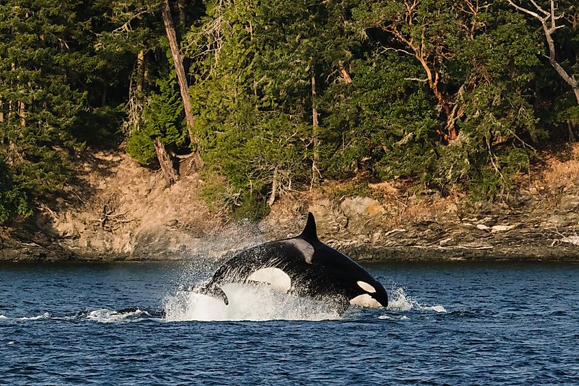 Side view of a transient orca breaching during a sea lion hunt.