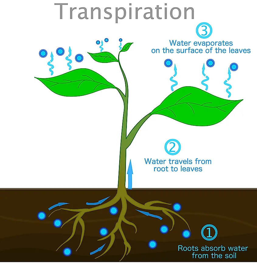 Transpiration