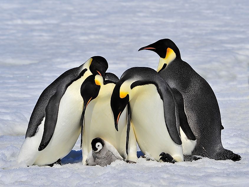 emperor-penguin-facts-worldatlas