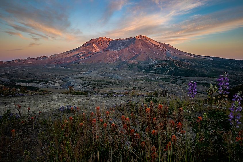 A view of Mount St. Helens and the newly growing forest around it. Photo credit: Brendan Cane
