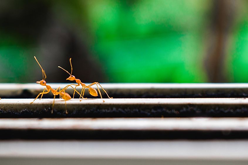 Close up shot of red fire ants.