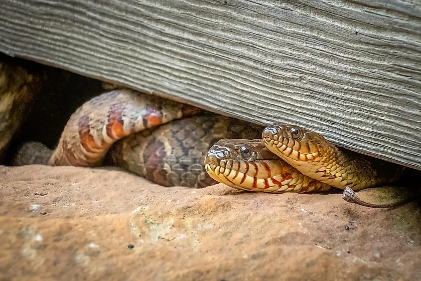 A northern water snake basking near the shoreline of a New York wetland.