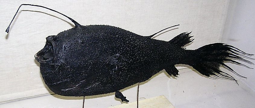 A deep-sea anglerfish with a glowing lure