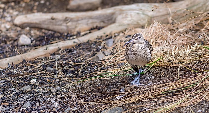 Whimbrel from The Gulf of St. Lawrence at Montreal's Biodome in MOntreal, Quebec, Canada.