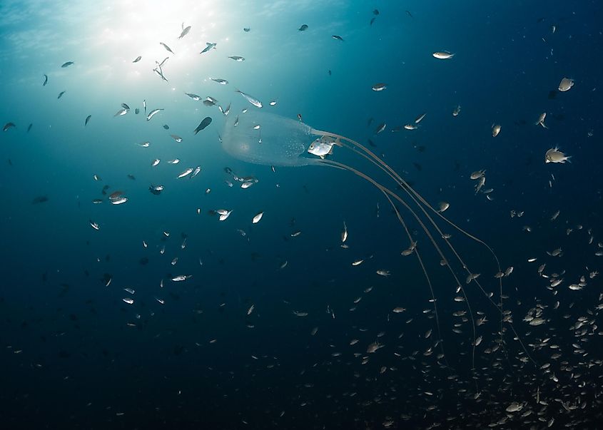 A box jellyfish feeding on fish in the ocean.
