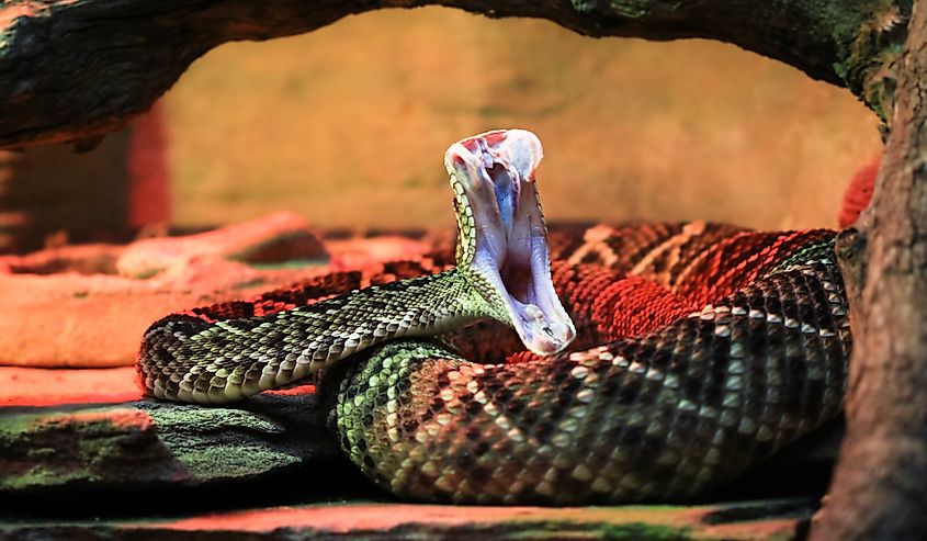 An adult eastern diamondback rattlesnake (Crotalus adamanteus) in mid-strike, revealing its fangs and inner mouth.