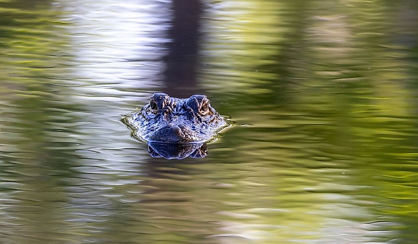 Baby Alligator at Alligator River National Wildlife Refuge, North Carolina