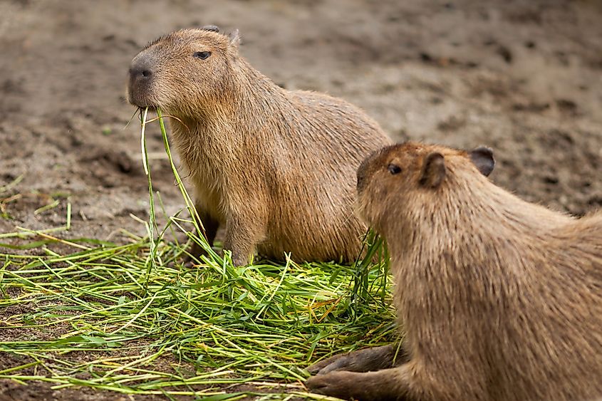 Capybaras feeding on grass.
