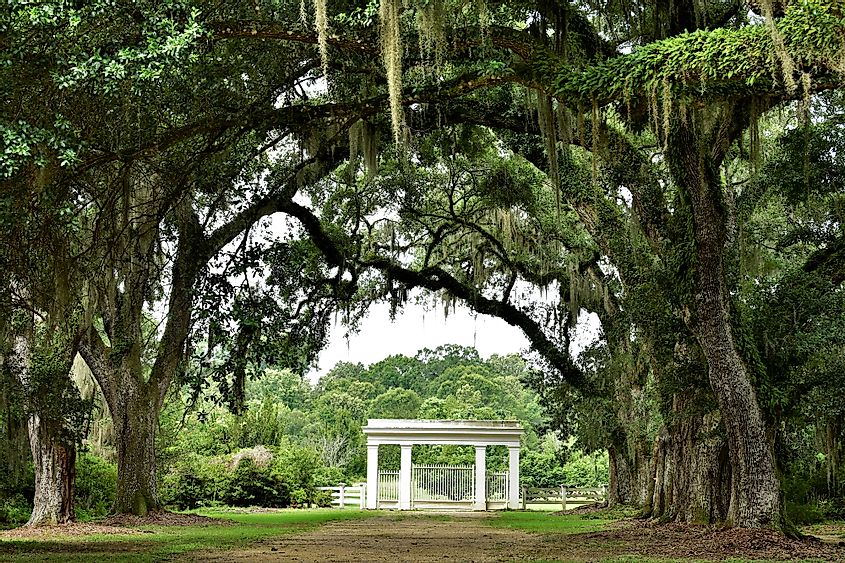 Canopy of Live Oak Branches over Entrance to Rosedown Plantation, State Historic Site, in St. Francisville, Louisiana