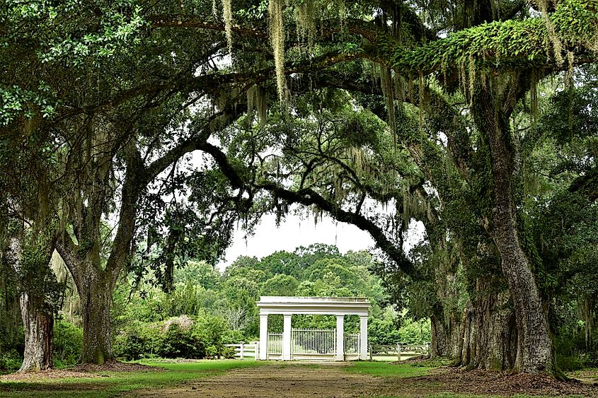 Canopy of Live Oak Branches over Entrance to Rosedown Plantation, State Historic Site, in St. Francisville, Louisiana