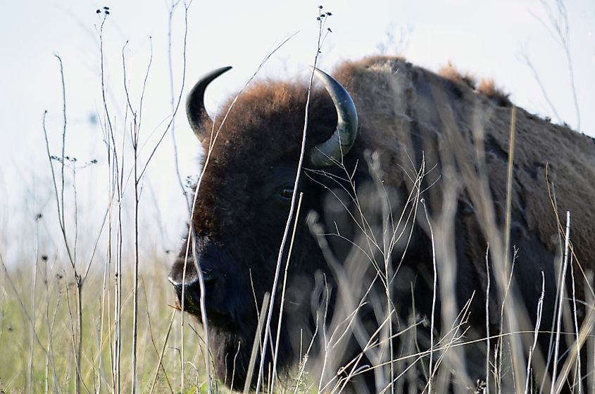 Up-close photo of a bison photographed at Neal Smith National Wildlife Refuge.