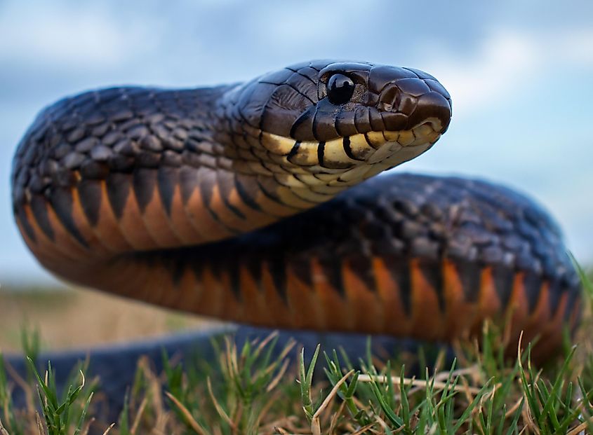 Indigo snake with its head raised.